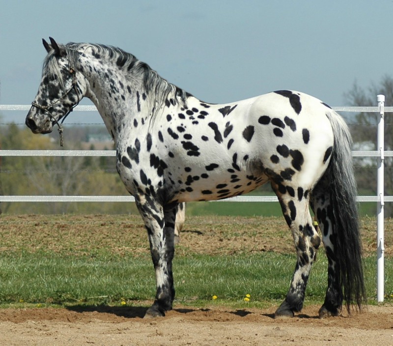 Specialty_Imperial Heritage Horse